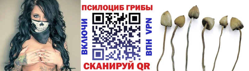 Галлюциногенные грибы GOLDEN TEACHER Купить закладки Приозерск